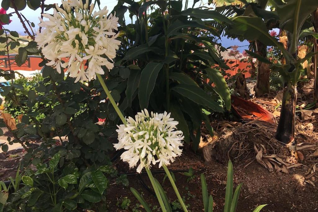 Finca La Romera La Orotava Exteriér fotografie